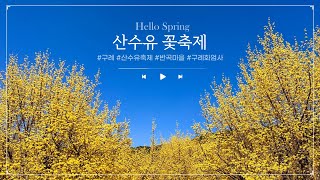 [구례여행] 봄나들이 명소 구례산수유축제 2023 💛 구례화엄사_구례맛집_여행 브이로그_ サンシュユ#산수유마을 #산수유축제 #구례가볼만한곳 #화엄사