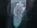 Blue Whale: The Largest Animal In The World