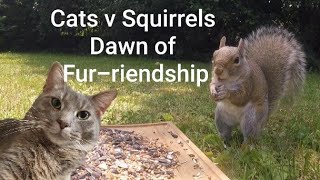 Cats v Squirrels: Dawn of Fur-riendship ~ Entertaining Videos For Pets