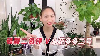 磷酸二氢钾和花多多二号到底有啥区别？主要就3点，学会花开不断