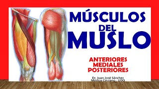 🥇 THIGH MUSCLES. (Anterior, Posterior, Medial). Easy, Quick and Simple