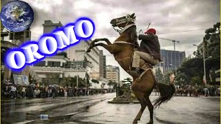 TOP Beautiful Oromo Horse in the World!