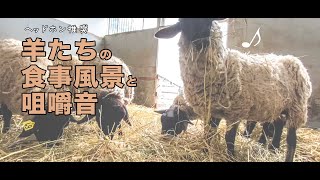 タイキシャトルと一緒に暮らす羊たち(サフォーク)の食事風景