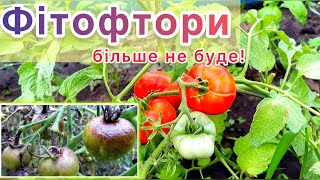 ‼️Від ФІТОФТОРИ‼️Лікуємо помідори🌱дієві та надійні розчини, що до чого💛💙