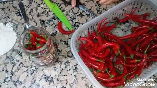 كيفية ترقاد الفلفلة الحارة🌶️ لمدة طويلة