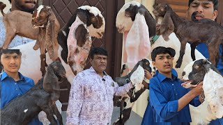 ANAM GOAT FARM HYDERABADI Goats BREEDLINE TOP Quality Female MALE @sohailgoatfarm