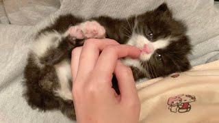 哺乳瓶と間違えて指をちゅぱちゅぱする赤ちゃん猫 #shorts