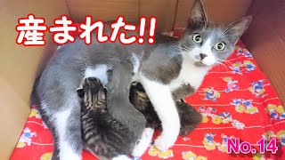 【閲覧注意】夏の娘＝葵が4匹のかわいい赤ちゃん猫を出産！【4 kittens were born】