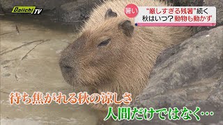 「厳しすぎる残暑」２０日も県内各地で３０度を超える真夏日に　影響は人間以外にも…（静岡県）