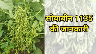 RVSM 1135 सोयाबीन की वैरायटी की जानकारी #mkdseeds