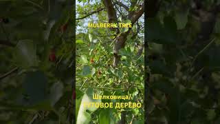 Mulberry tree*Шелковица/ТУТОВОЕ ДЕРЕВО