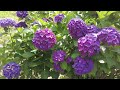 【和歌山】恋し野の里あじさい園 koishino no sato hydrangea garden wakayama japan 2024