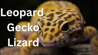 Leopard gecko lizard | तेंदुआ छिपकली | fun fact to Know | interesting thing to know.