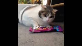 Наглый кот и Skittles