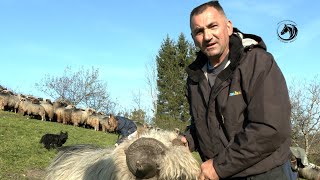 -Vlašićka ovca je kao dobra žena željna provoda nikad ne voli biti na jednom mjestu -