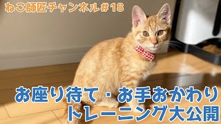 【18】子猫がお座りお手おかわりを覚えるまで　Until the kitten learns to sit and hand refills.