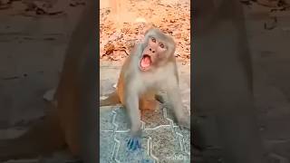 cute wren 🐦💞 \u0026 monkey 🐒 funny 🤣#funnyvideos #wren #monkey #viral #video #funny #shorts #yt