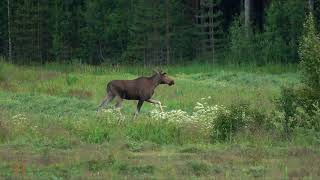 The elk and the whinchat - Hirvi ja pensastasku - L'élan et le tarier des prés - Oulu (FIN) 1.7.2019