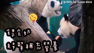 圓寶和圓圓在小門邊吃點心，兩熊開開心心|熊貓貓熊The Giant Panda Yuan Yuan and Yuan Bao|台北市立動物園