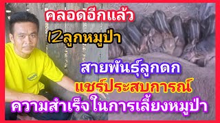 คลอดแล้ว12ลูกหมูป่า สายพันธุ์ผสมลูกดก พร้อมแชร์ประสบการณ์ความสำเร็จสู่รายได้หมุนเวียน ยังยืน‼️