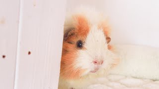 ぷいぷいぷい〜！！！警報級の鳴き声で遊びに誘うパワー系モルモット　cute guineapig