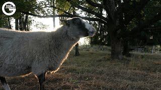 Godfulness-minuuttirentoutuminen. Jakso: Lammas - paimenen tunteva laumaeläin.