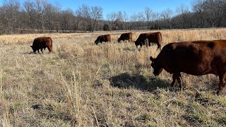 Almost finished grazing our 23 Acre bottom 20241229 #rotationalgrazing #regenerativefarming #cattle