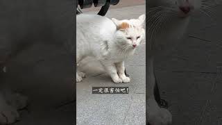 #shorts  流浪猫之间打架的后果很严重，据说还有直接活活打死的