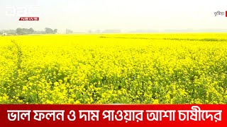 কুষ্টিয়ায় বেড়েছে সরিষা ও গমের আবাদ