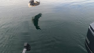 Winter Kokanee Fishing at Bullards Bar with Eagle Action!