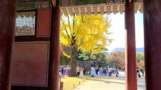 [4K] Autumn Leaves in Royal Palaces, Gyeongbokgung, Changdeokgung, Changgyeonggung, Deoksugung,Seoul