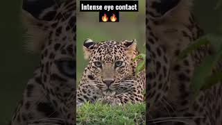 photographer captures intense moment leopard🐆 spots and stares at her🥶🥶  #shorts #leopard