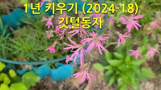 1년 키우기(2024-18) 깃털동자. This is how Cuckoo flower changes over the course of a year.