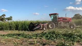 Making Sorghum Silage @ Calga Station April 2019