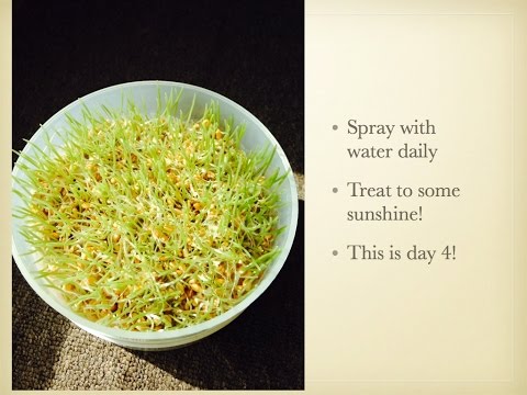 How to make wheatgrass shots at home How to make wheatgrass shots at home