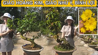 Mùng 5 Tết🌲 Giảo Hoàng Kim, Giảo Như Ý, Bình Lợi☎️0395285050 VƯỜN MAI HUỲNH GIAO