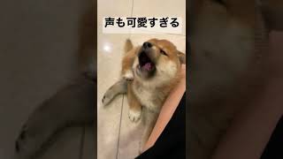 【柴犬の赤ちゃん】声も可愛すぎた【あくび】