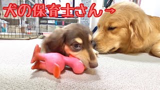 小型犬の子犬を上手に相手する大型犬が、まるで犬の保育士さん。ゴールデンレトリバーのクッキーとミニチュアダックスフンドのショコラとの幸せな日常