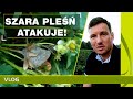 Szara pleśń w truskawkach w ofensywie! Jak z nią walczyć?