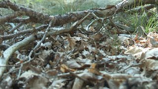 Threatened by drought, German forests lose their trees | AFP