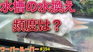 【ウーパールーパー】飼育394 ウパ水槽の水換え頻度は？