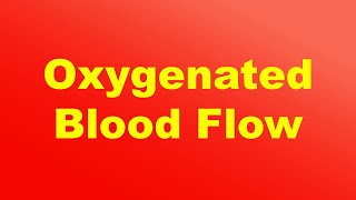 Flow of Oxygenated Blood through the Heart