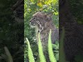 A Very Small Rescued Wild Bobcat Named Summer