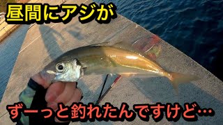 【フカセ釣り】　朝からずーっと入れ食いだった！