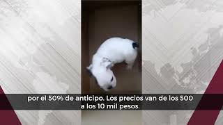 Venta desmedida de perros en León provoca abandono y muerte de miles