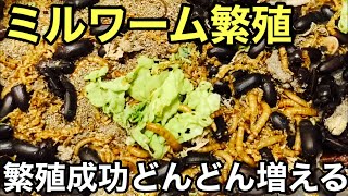 ミルワーム飼育繁殖【爬虫類の餌用昆虫】たくさん生まれてきました　メンテと床材交換　オマケでヒキガエルのミルワーム捕食シーン