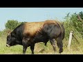 மிரளவைக்கும் மிகப்பெரிய காளைகள் biggest bulls in the world tamil vinotha unmaigal