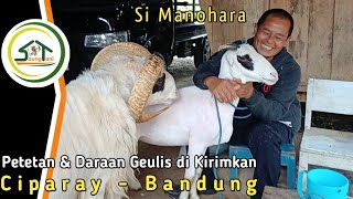 PETET DAN DARA GEULIS KE CIPARAY BANDUNG