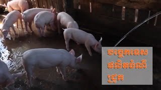 បច្ចេកទេសផលិតចំណីជ្រូក