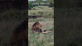 Maasai Mara Sightings Today 23/09/21 (Lions, Leopard, Hyena, etc) | Zebra Plains | #Wildlife